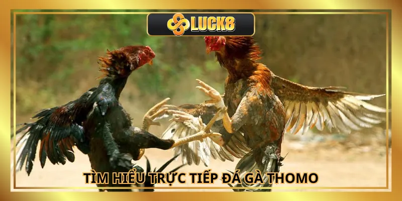 Trực tiếp đá gà thomo là thể loại cá cược hot hiện nay